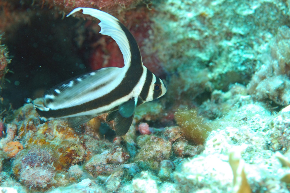 Dive 32 Klien Leonaras Reef DSC 3824 edited 1