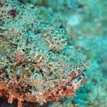 Dive 36 Buddy Reef DSC 3995 edited 1
