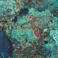 Dive 36 Buddy Reef DSC 3983 edited 1
