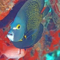 Dive 3 Buddy Reef DSC 2485 edited 1