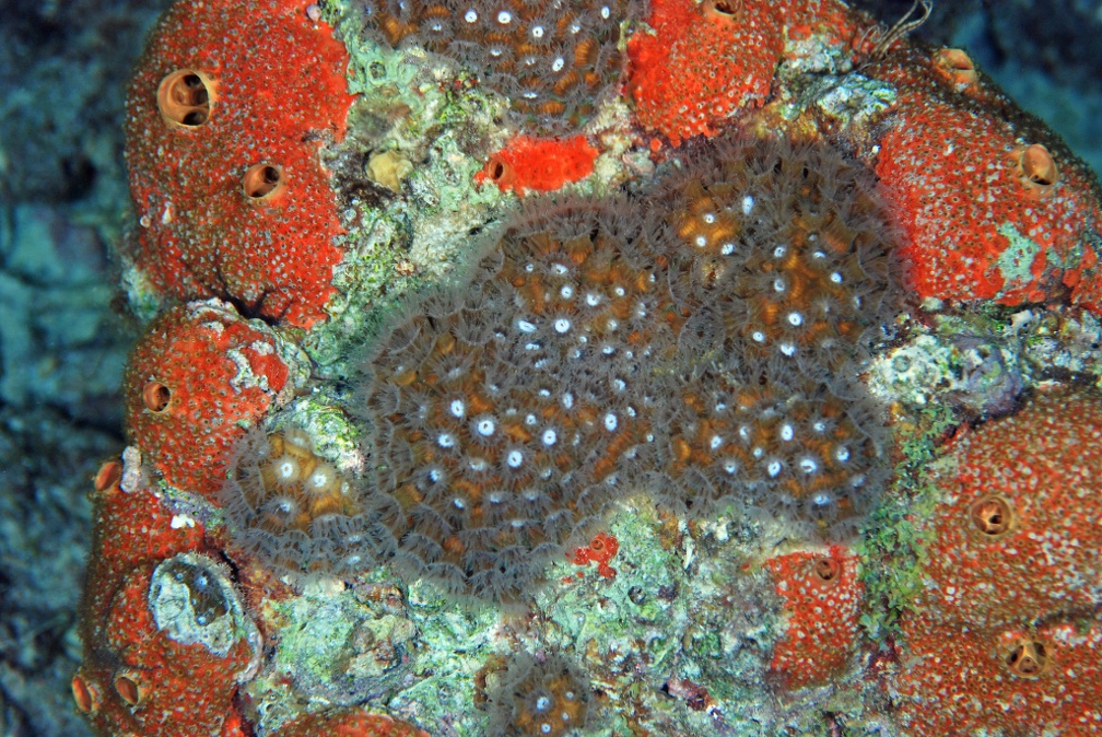 Dive 46 Buddy Reef Night dive DSC 4407 edited 1