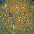 Dive 46 Buddy Reef Night dive DSC 4404 edited 1