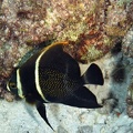 Dive 46 Buddy Reef Night dive DSC 4410 edited 1