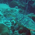Dive 50 Buddy Reef DSC 4675 edited 1