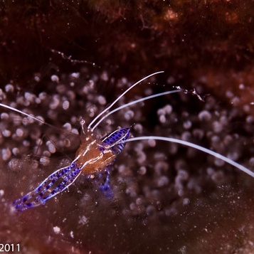 Bonaire201103