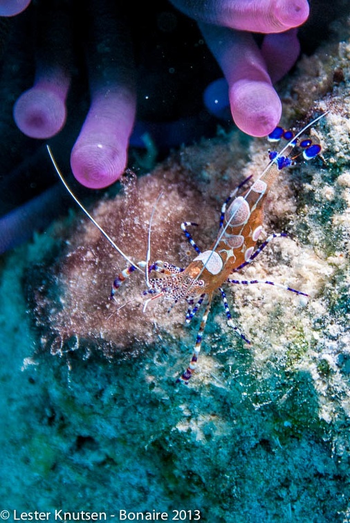 LesterKnutsen Bonaire 2013 DSC7700