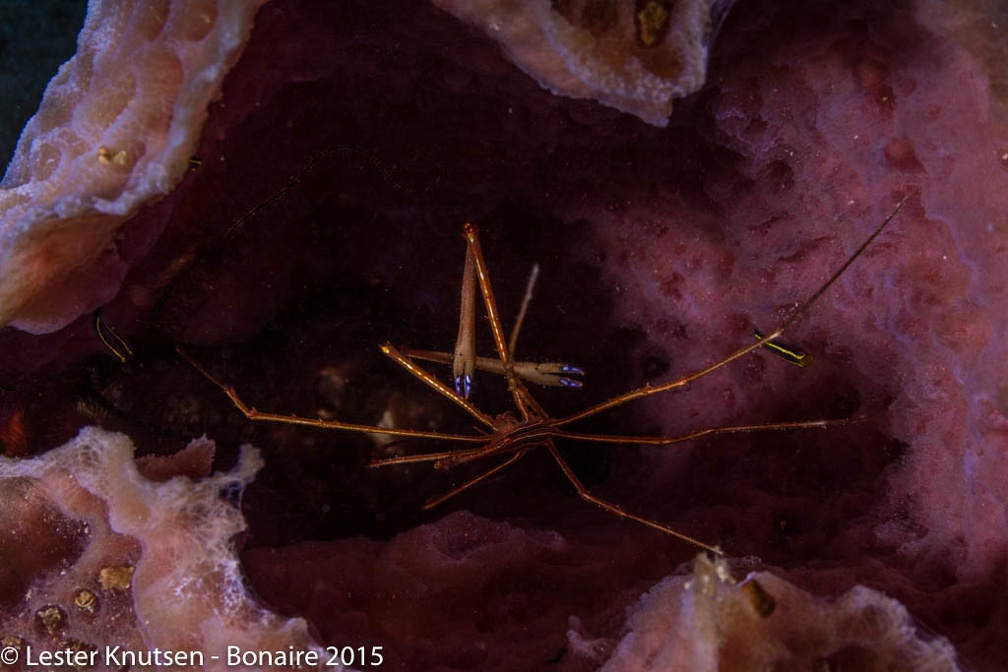 LesterKnutsen Bonaire2015  DSC6603