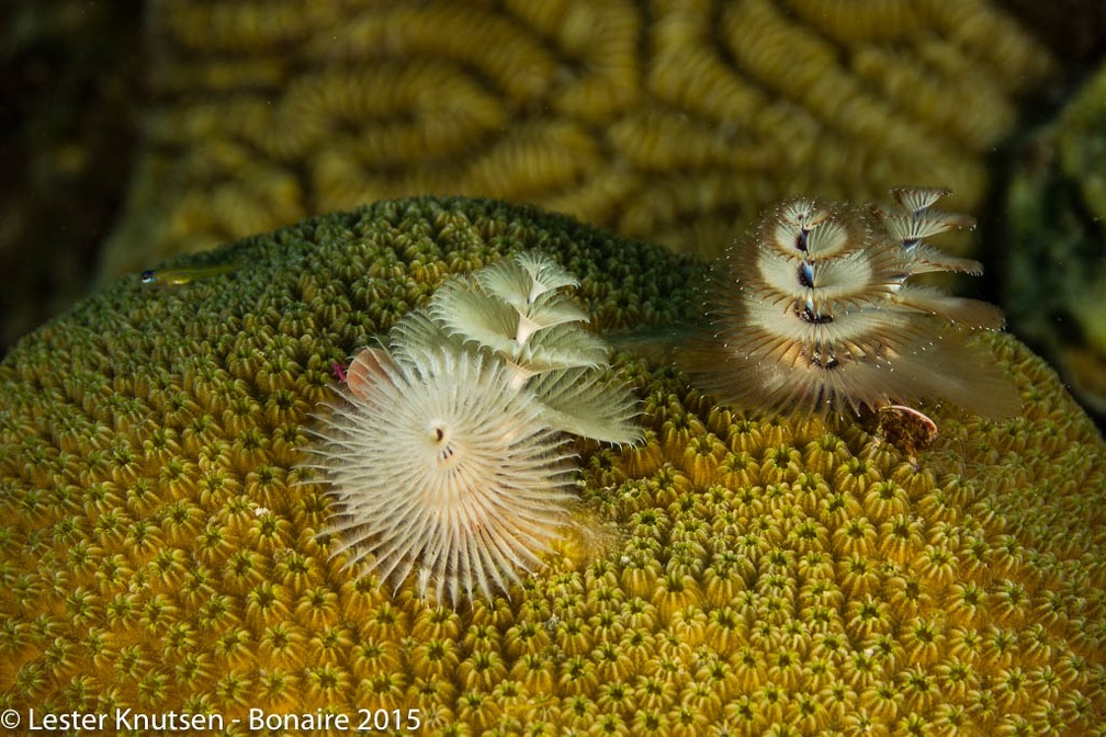 LesterKnutsen Bonaire2015  DSC5548