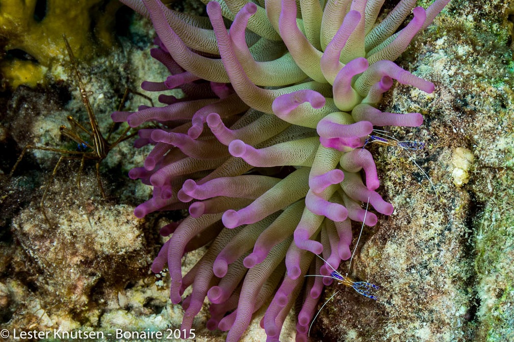 LesterKnutsen Bonaire2015  DSC5591