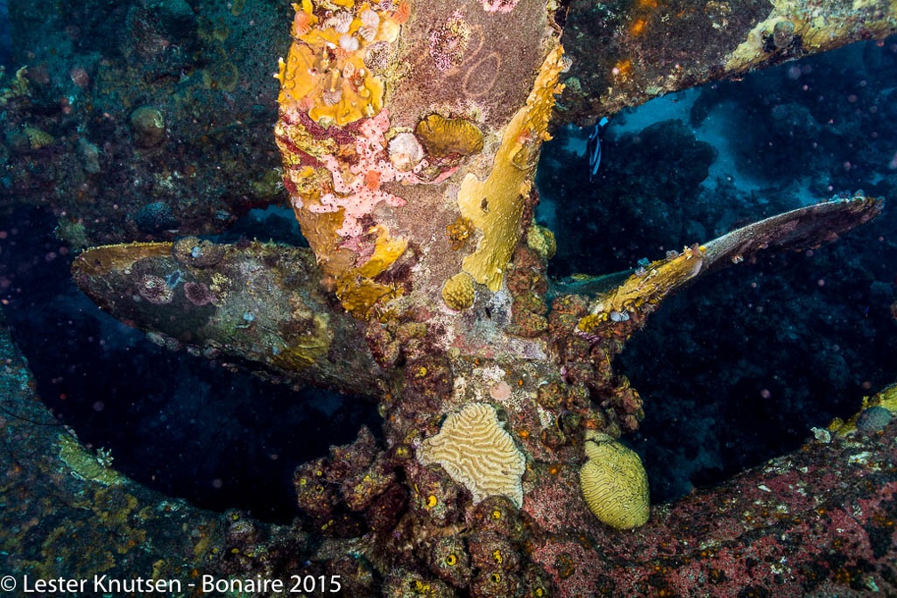 LesterKnutsen Bonaire2015  DSC5474