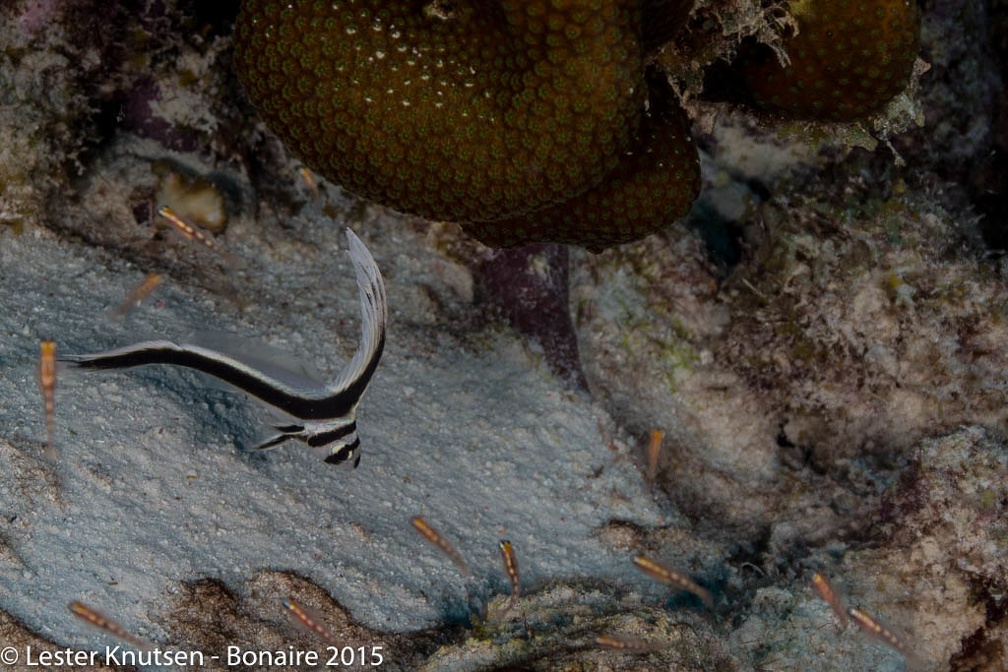 LesterKnutsen Bonaire2015  DSC5558