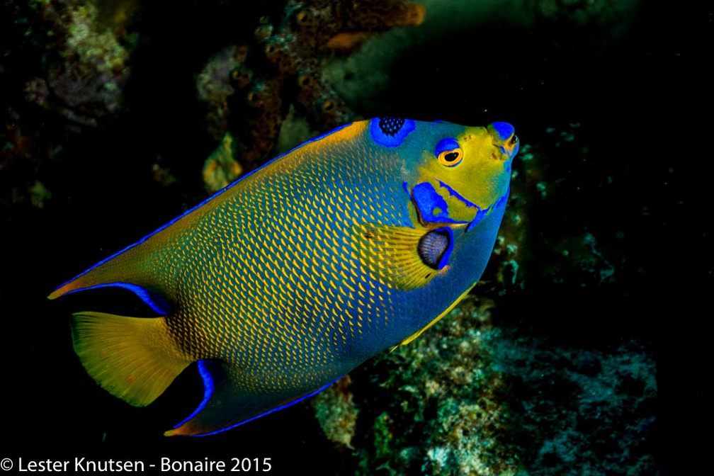 LesterKnutsen Bonaire2015  DSC5272
