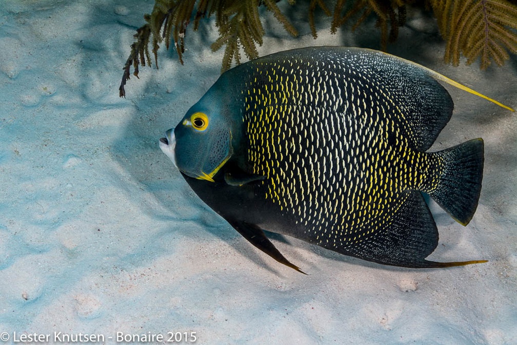 LesterKnutsen Bonaire2015  DSC5362