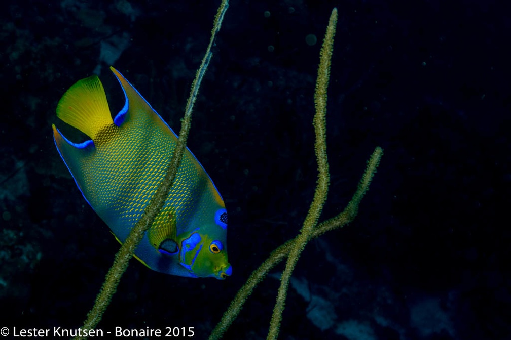 LesterKnutsen Bonaire2015  DSC5279