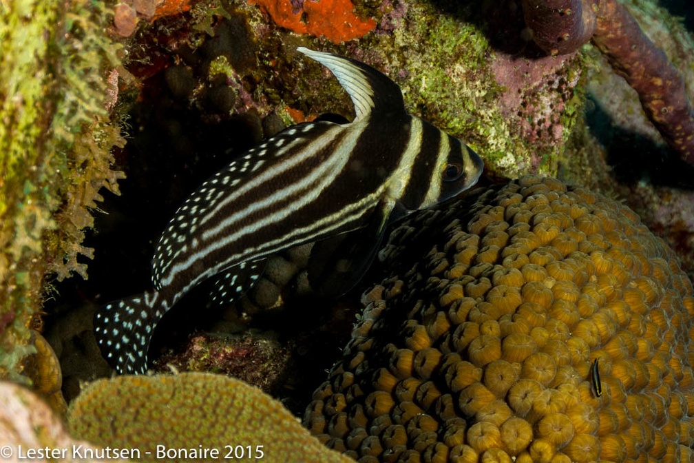 LesterKnutsen Bonaire2015  DSC5347