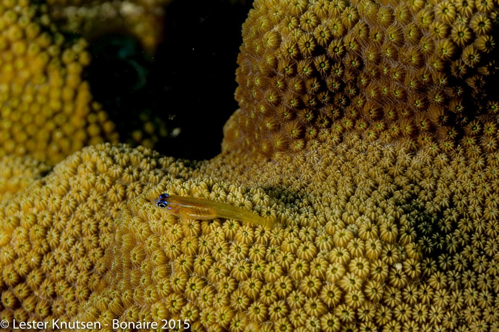 LesterKnutsen Bonaire2015  DSC5287