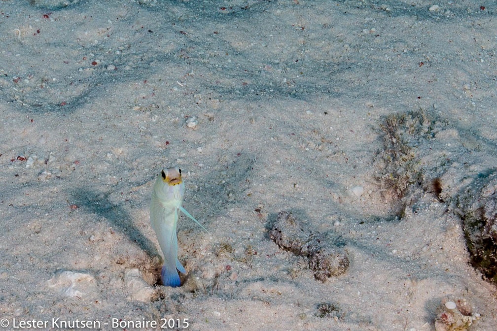 LesterKnutsen Bonaire2015  DSC5371