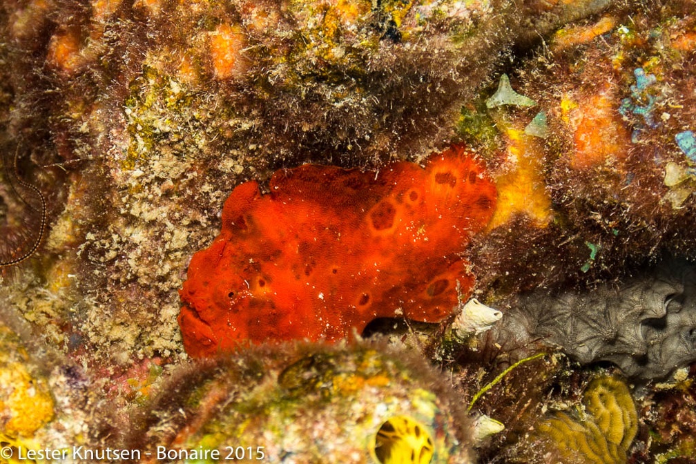 LesterKnutsen Bonaire2015  DSC5387