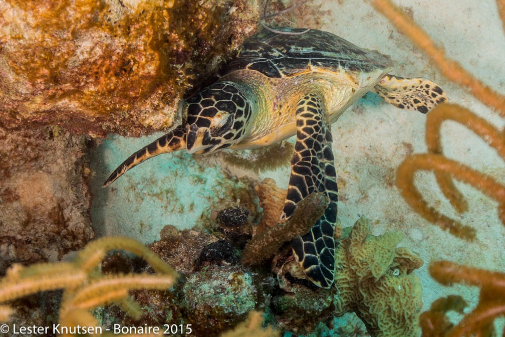 LesterKnutsen Bonaire2015  DSC5986