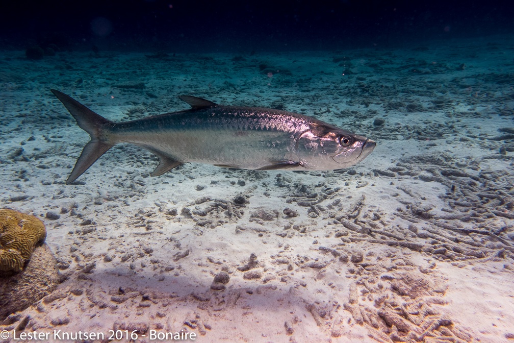 LesterKnutsen Bonaire 2016 DSC1321