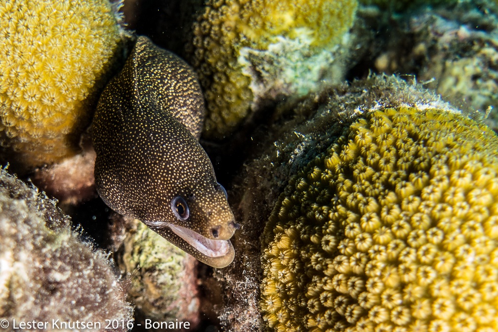 LesterKnutsen Bonaire 2016 DSC1350