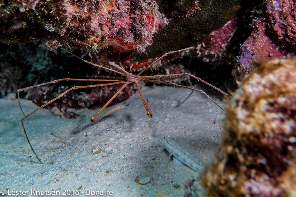 LesterKnutsen Bonaire 2016 DSC1353