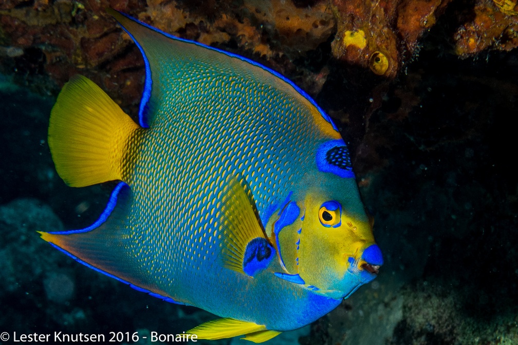 LesterKnutsen Bonaire 2016 DSC1713