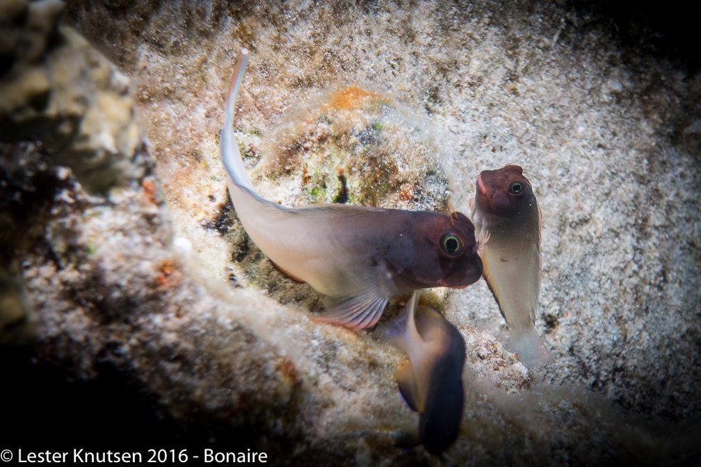 LesterKnutsen Bonaire 2016 DSC1765
