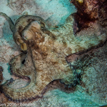 Bonaire2016Diving