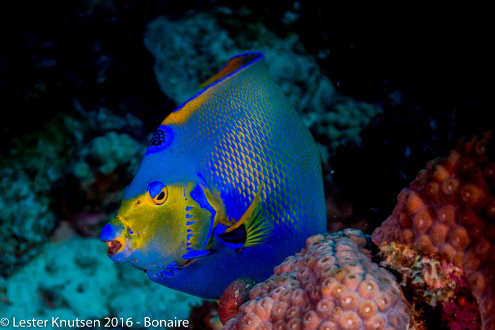 LesterKnutsen Bonaire 2016 DSC9764