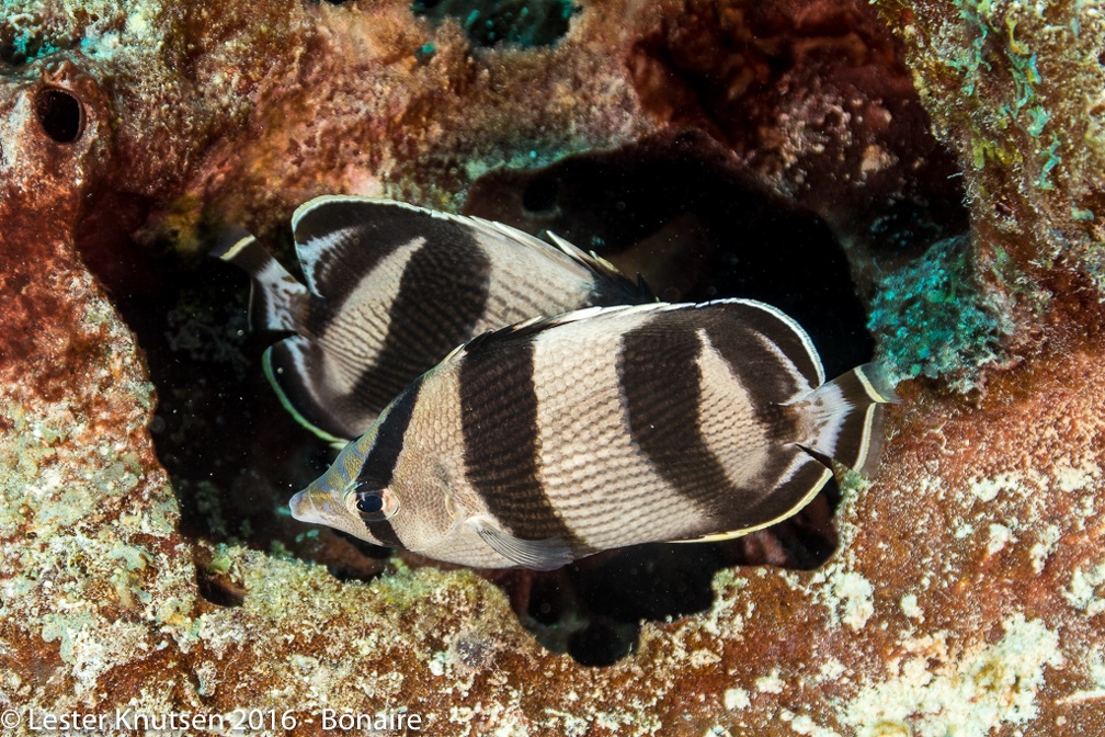 LesterKnutsen Bonaire 2016 DSC9829