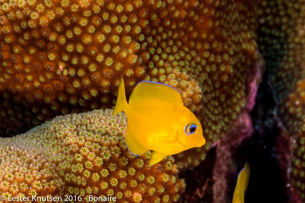 LesterKnutsen Bonaire 2016 DSC9841