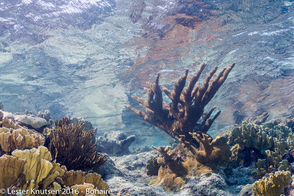 LesterKnutsen Bonaire 2016 DSC9889