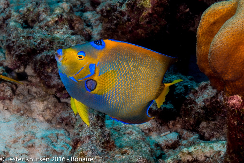 LesterKnutsen Bonaire 2016 DSC9941