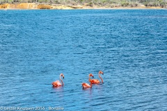 LesterKnutsen Bonaire 2016 DSC1172