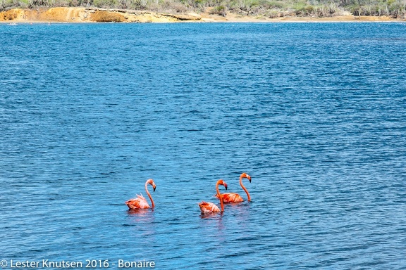 LesterKnutsen Bonaire 2016 DSC1172