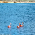 LesterKnutsen Bonaire 2016 DSC1172