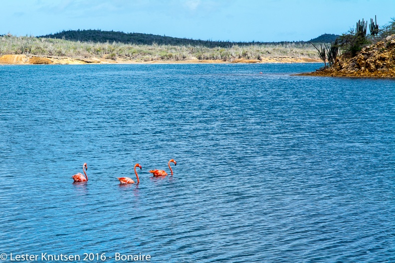 LesterKnutsen Bonaire 2016 DSC1174