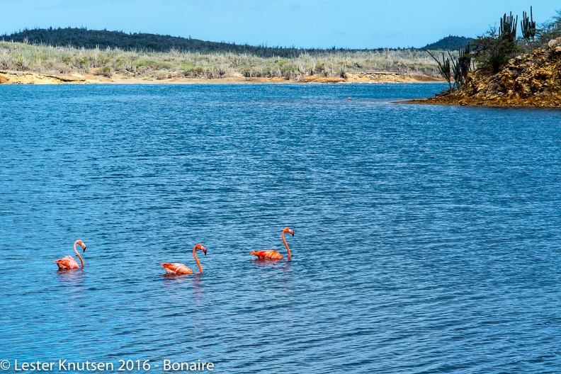 LesterKnutsen_Bonaire_2016_DSC1176.jpg