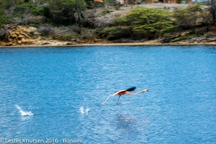 LesterKnutsen Bonaire 2016 DSC1182