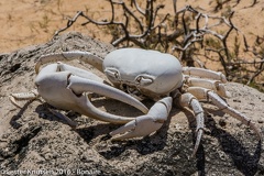 LesterKnutsen Bonaire 2016 DSC1235