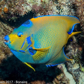 Bonaire2017