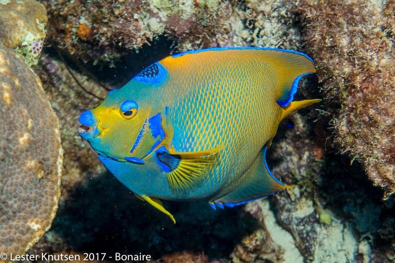 LesterKnutsen_2017_Bonaire_DSC5367.jpg