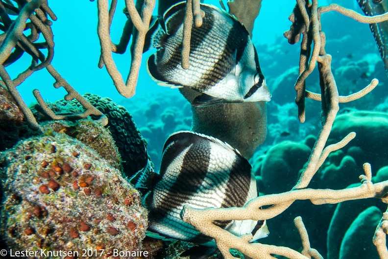 LesterKnutsen_2017_Bonaire_DSC5381.jpg