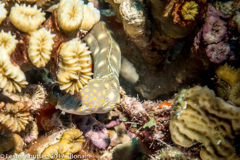 LesterKnutsen 2017 Bonaire DSC5372