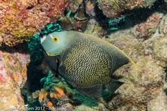 LesterKnutsen 2017 Bonaire DSC5385