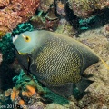 LesterKnutsen_2017_Bonaire_DSC5385.jpg