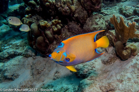 LesterKnutsen 2017 Bonaire DSC5386