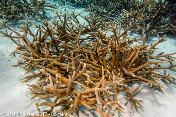 LesterKnutsen 2017 Bonaire DSC5429