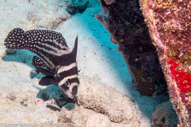 LesterKnutsen 2017 Bonaire DSC5534